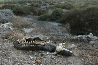 A decomposing corpse of water buffalo that died of malnutrition during a harsh drought in the