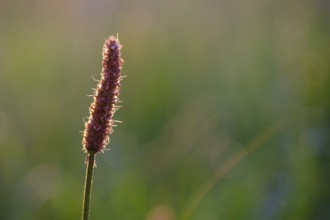 Grasses in morning light, plants, Upper Bavaria, Bavaria, Germany