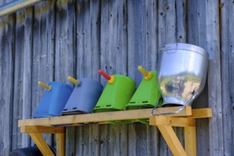 Calf rearing, calf drinking bucket, Haslacher Alpe, near Wertach, Oberallgäu, Allgäu, Swabia,