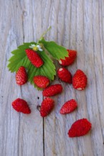 Walderdbeeren, Fruits, Food, Upper Bavaria, Bavaria, Germany