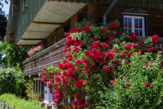 Old farmhouse, farmhouse with roses, Rimslrain, near Bad Töz, Tölzer Land, Upper Bavaria, Bavaria,