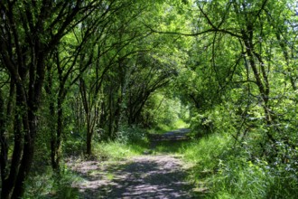 Moorlehrpfad Freimoos, bei Amerang, Chiemgau, Upper Bavaria, Bavaria, Germany