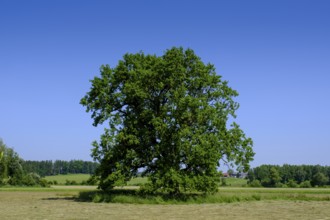 Große Eiche, Moorlehrpfad Freimoos, bei Amerang, Chiemgau, Upper Bavaria, Bavaria, Germany