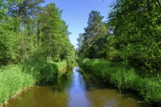 Zillhamer Achen, Moorlehrpfad Freimoos, bei Amerang, Chiemgau, Upper Bavaria, Bavaria, Germany