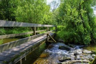 Am Ameranger See, Moorlehrpfad Freimoos, bei Amerang, Chiemgau, Upper Bavaria, Bavaria, Germany