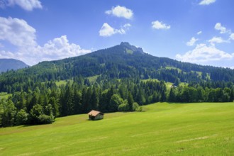 Meadows on the Stubental Alpe, near Jungholz, Oberallgäu, Allgäu, Tyrol, Austria