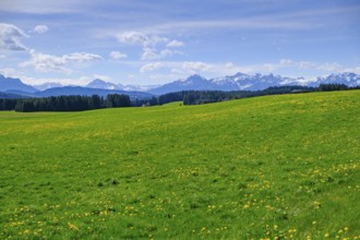 Dandelion Meadows, Osterried bei Bertoldshofen, Ostallgäu, Swabia, Bavaria, Germany