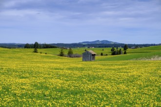 Dandelion meadows near Seeg, Ostallgäu, Swabia, Bavaria, Germany