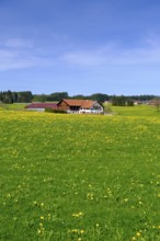 Farms with dandelion meadows near Sulzschneid, Ostallgäu, Swabia, Bavaria, Germany