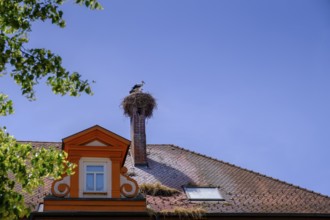 Stork nest, Bad Wurzach, Upper Swabia, Swabia, Baden-Württemberg, Germany