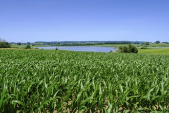 Rohrsee near Rohrbach, Upper Swabia, Swabia, Baden-Württemberg, Germany