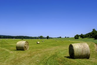 Hay bales bei Eckhalden, Herrgottsried, Upper Swabia, Swabia, Baden-Württemberg, Germany