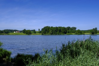 Obersee bei Kißlegg, Upper Swabia, Swabia, Baden-Württemberg, Germany