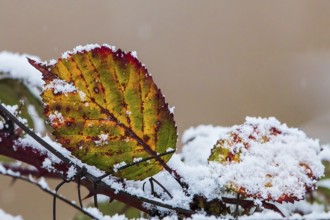Snow-covered leaves of the dog rose (Rosa canina) in bright colours in winter, Baden-Württemberg,