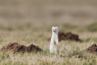 Ermine (Mustela erminea), adult in white winter coat standing upright on its hind legs in a field