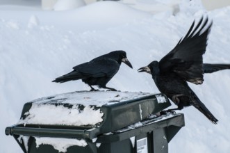 Two rooks (Corvus frugilegus) looking for food on a garbage can in winter and snow in Ystad, Skåne