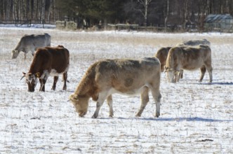 Year-round outdoor Charolais cattle forage in the snow in winter in Ystad, Skåne County, Sweden,