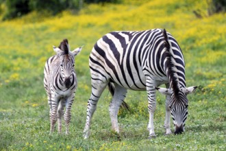 Burchell's zebra (Equus quagga burchelli) with foal standing in a flower meadow, Addo Elephant