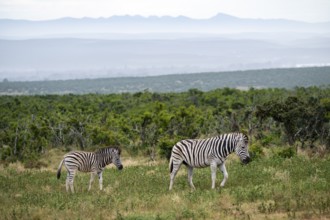 Burchell's zebra (Equus quagga burchelli) with young, Addo Elephant National Park, Eastern Cape,