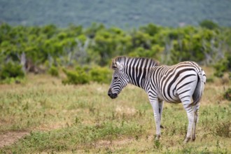 Burchell's zebra (Equus quagga burchelli), Addo Elephant National Park, Eastern Cape, South Africa