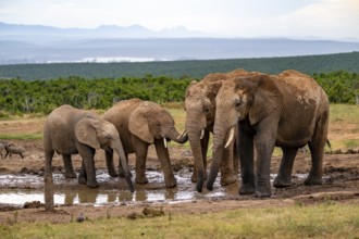 Herd of elephants with young animal drinking at the waterhole, African elephant (Loxodonta