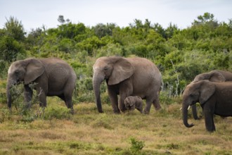 Herd of elephants with baby, African elephant (Loxodonta africana), Addo Elephant National Park,
