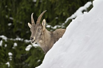 Alpine ibex (Capra ibex), in a snowy landscape, Captive, Switzerland
