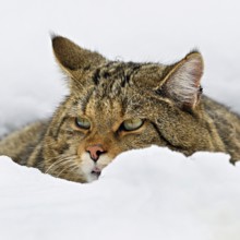 European wildcat or forest cat (Felis silvestris silvestris), sitting in the snow, captive,
