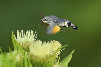 Dove's tail (Macroglossum stellatarum), flies on the flower of cabbage thistle (Cirsium oleraceum),