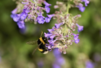 Large earth bumblebee (Bombus terrestris), on the flower of catnip (Nepeta fassenii), Switzerland