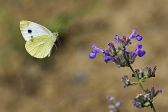 Small white (Pieris rapae), approaching the flower of catmint (Nepeta fassenii), Switzerland