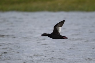 Kamchatka Velvet Scoter (Melanitta stejnegeri), Kamchatka Velvet Scoter, Stejneger's scoter,