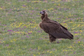Black Vulture (Aegypius monachus), close-up, adult bird standing in yellow and purple flowering