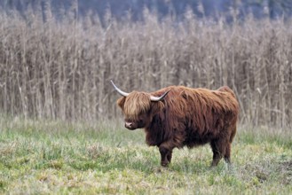 Highland cattle (Bos taurus), adult animal standing in a meadow, Reussspitz nature reserve,
