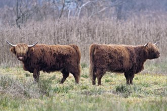 Two Highland cattle (Bos taurus), adult standing in a meadow, Reussspitz nature reserve,