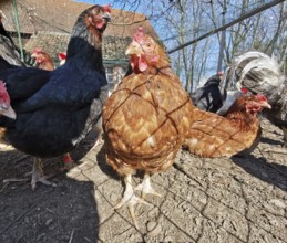 Close-up of curious chickens (gallus gallus domesticus) outdoors on a farm, sun shining, Franconian