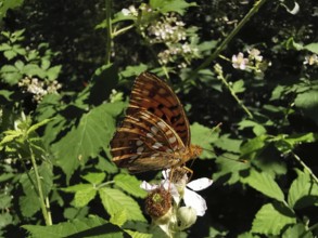 A large mother-of-pearl butterfly (argynnis aglaja) with orange-coloured wings sits on white