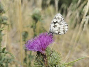 Close-up, A white checkerspot butterfly (melanargia galathea) on a purple thistle flower (carduus)