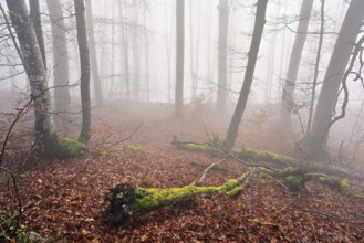 Moss-covered deadwood in foggy forest, Lägerngrat, Baden, Canton of Aargau, Switzerland