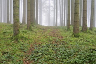 Forest in fog, Horben, Freiamt, Canton of Aargau, Switzerland