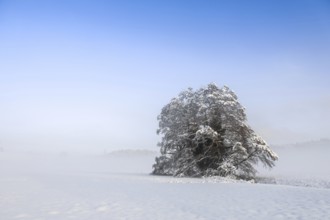 Single snow-covered tree in fog under blue sky, Stockach, Hegau, Konstanz district,