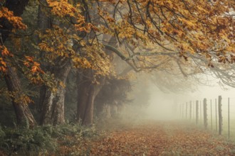 Autumnal chestnut trees (Aesculus hippocastanum) in the mist, with a path lined with orange and