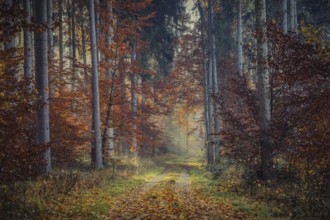 A trail in the forest with autumn colors and sunlight shining through the fog, Stockach, Hegau,