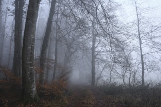 A mystical forest trail in thick fog, bare trees and autumnal atmosphere reinforce the mysterious