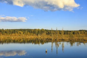 Calm lake with cloud reflection, surrounded by trees and covered with blue sky, Schwenninger moss