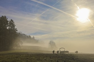 Highland cattle (Bos taurus taurus) stand in a misty landscape in the morning light with sunlight