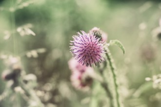 Close-up of a purple thistle (Cirsium) against a blurred green background