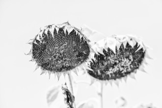 Faded sunflowers (Helianthus annus) in black and white