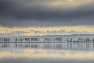 Lake Constance near Hegne under cloudy sky with poplar alley on the horizon, soft shades of yellow
