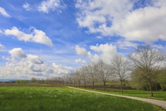 Lonely country road through a green meadow, lined with trees, with blue sky and white clouds,